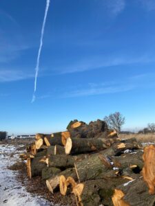 S8 zadanie1 03 20260102 wycinka drzew 121+322