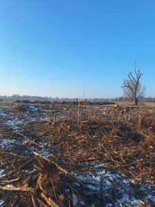 S8 zadanie1 03 20260108 sprzatanie po wycince 119+400