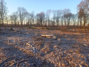 S8 zadanie1 02 20260119 km 115+830 115+970 wycinka drzew