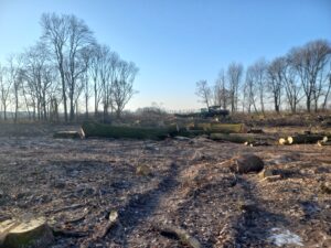 S8 zadanie1 07 20260122 km115+830 115+970 wycinka drzew